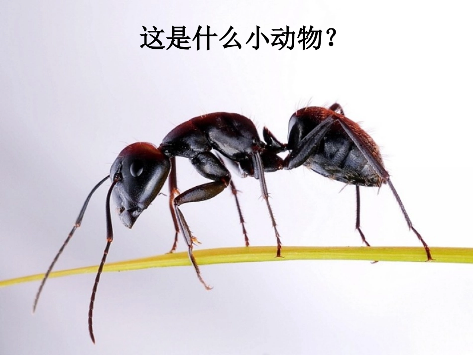 《地下王国》参考课件_第2页