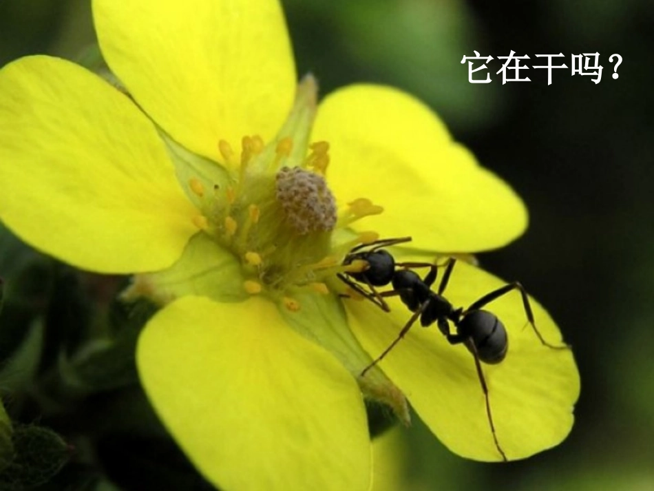 《地下王国》参考课件_第3页