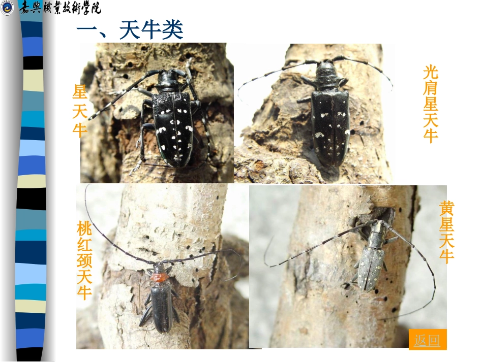 项目三 园林植物主要害虫及其防治 学习单元三 钻柱害虫_第3页