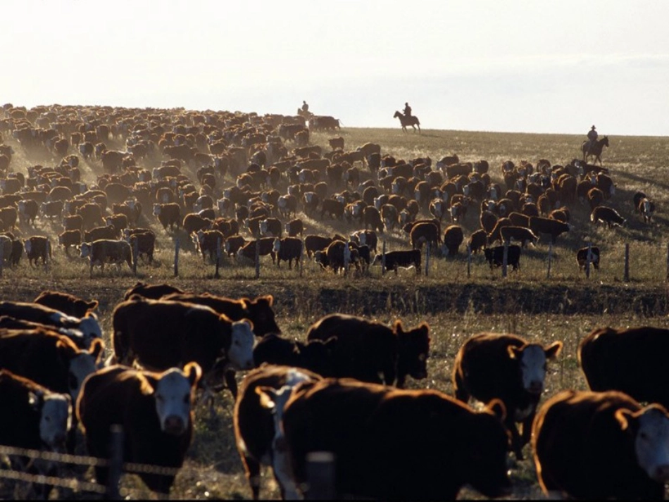 《牧场上的家》课件_第3页