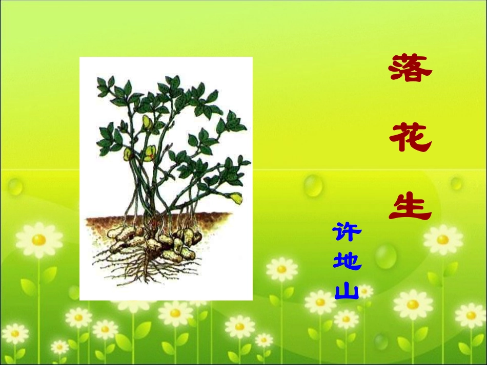 《落花生》教学课件_第2页