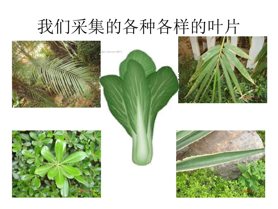 我们采集的各种各样的叶片_第2页