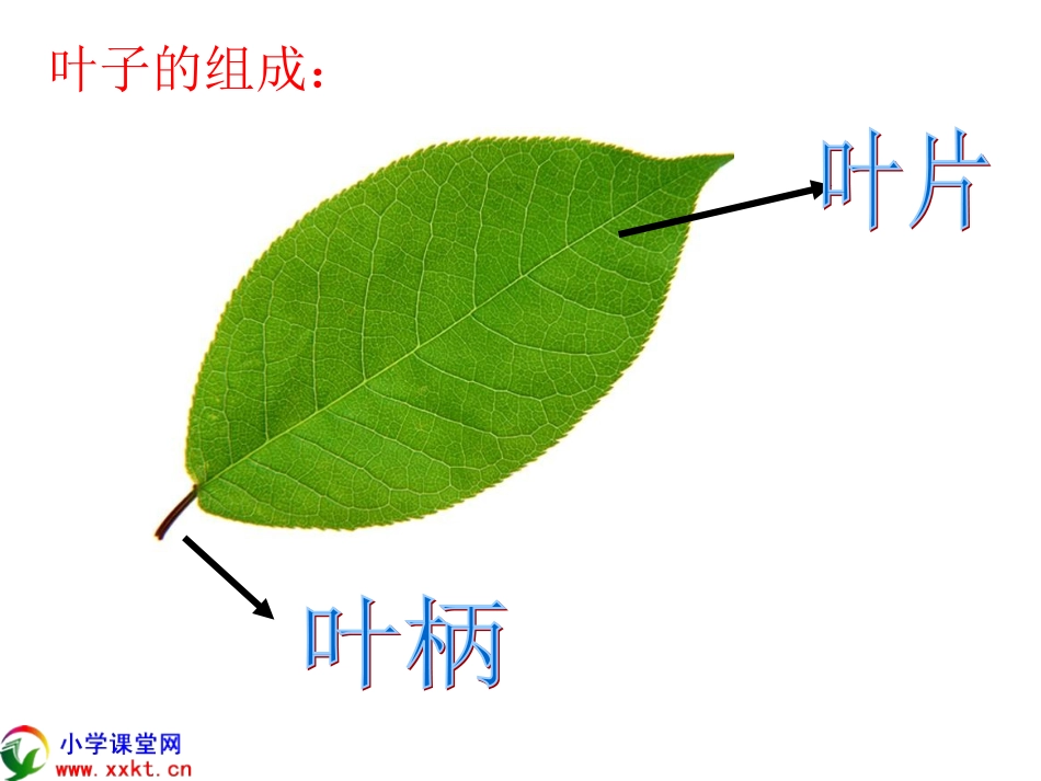 我们采集的各种各样的叶片_第3页