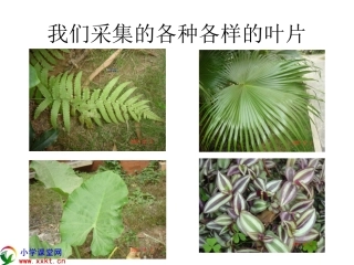 我们采集的各种各样的叶片