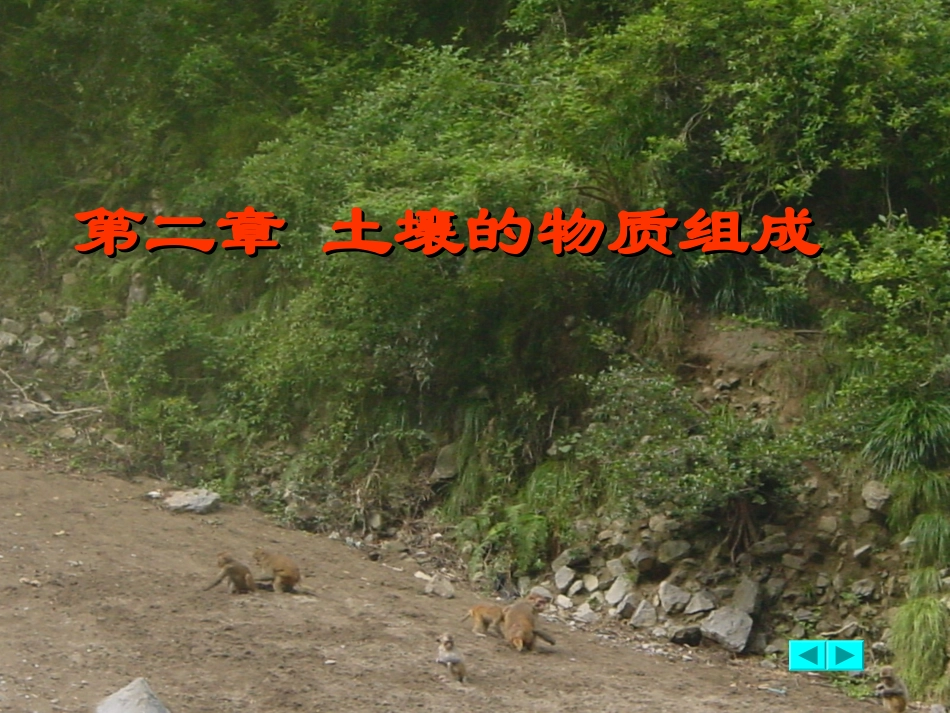 土壤的物质组成_第1页