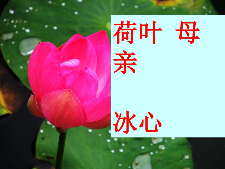 4《荷叶母亲》_第1页