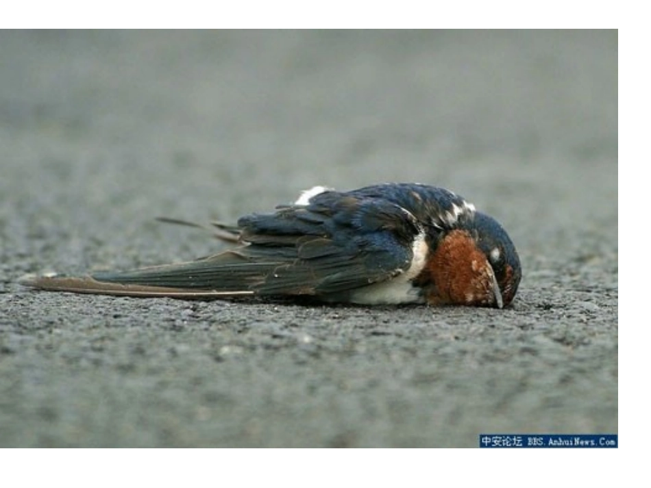 习作7感人的燕子PPT课件_第3页