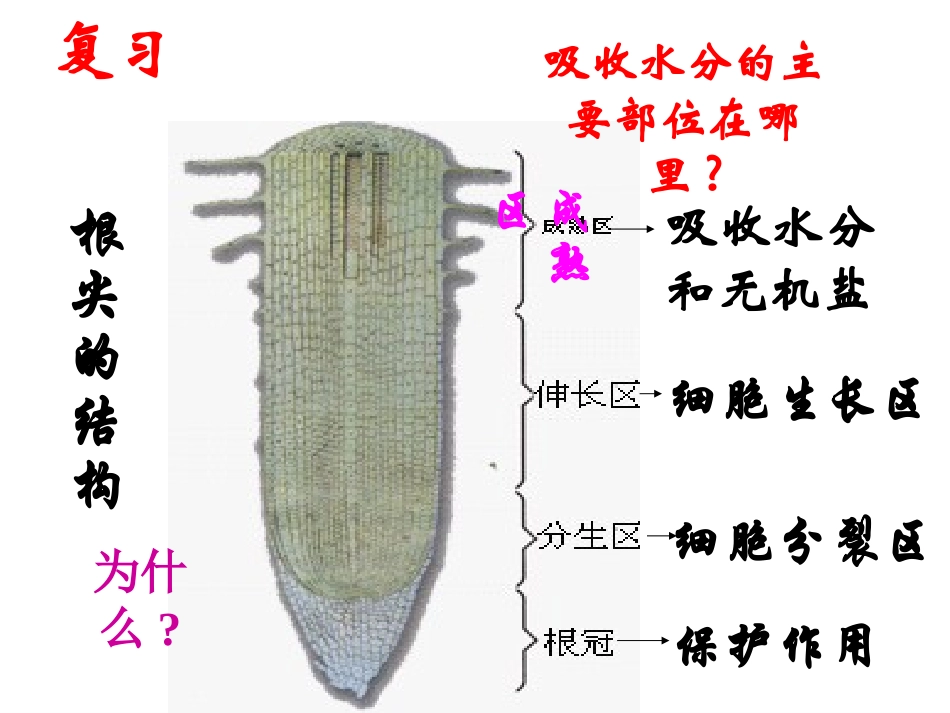 人教版七年级生物上册同步教学课件第三单元第三章绿色植物与生物圈的水循环-(共32张PPT)_第3页