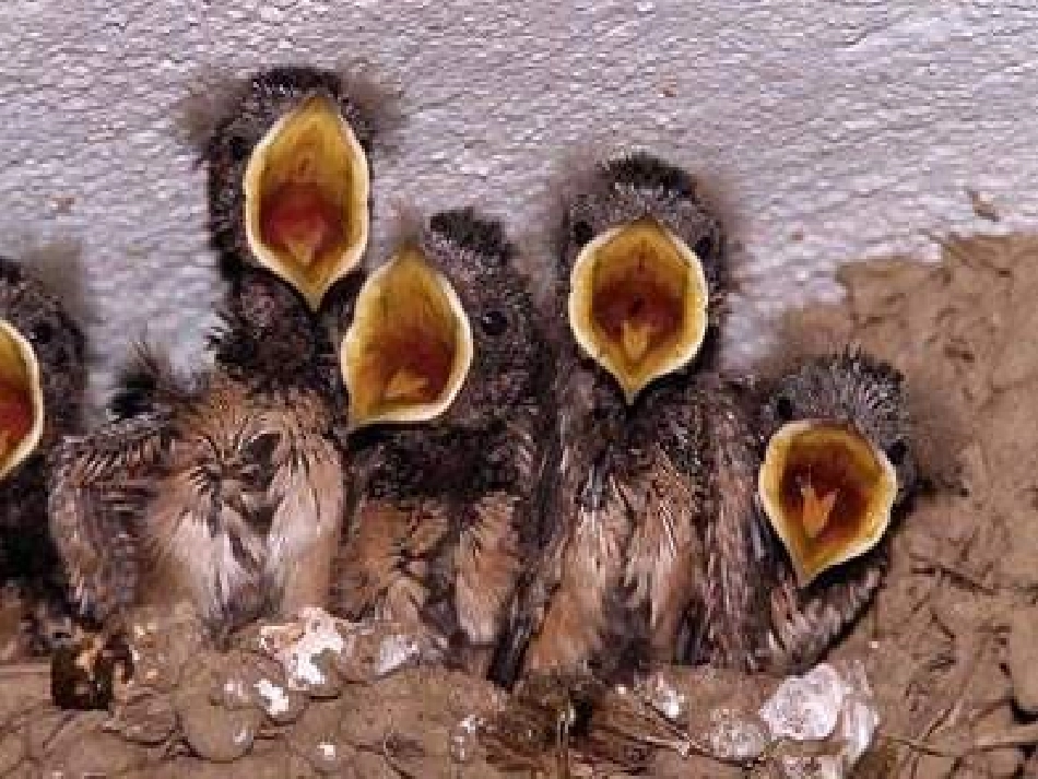 9.两只鸟蛋课件_第3页