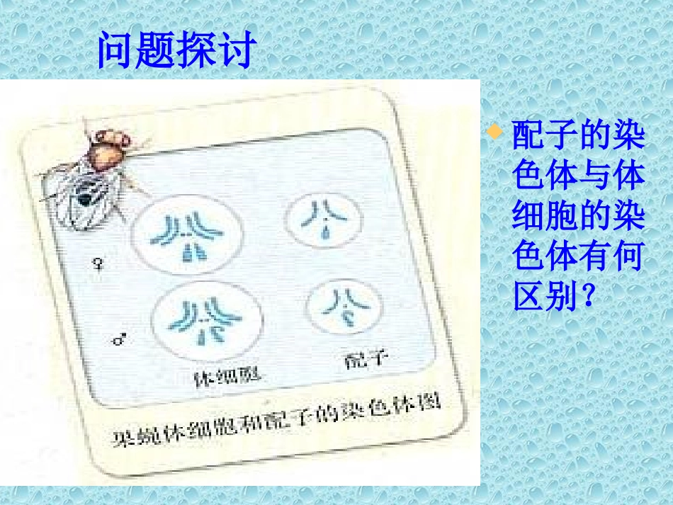 2.1《减数分裂和受精作用》课件2_第1页