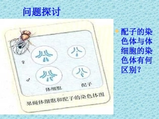 2.1《减数分裂和受精作用》课件2