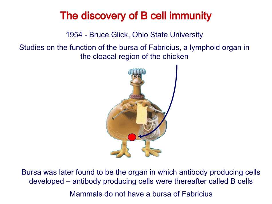 浙江大学医学免疫学经典课件免疫9、13-B细胞_第2页