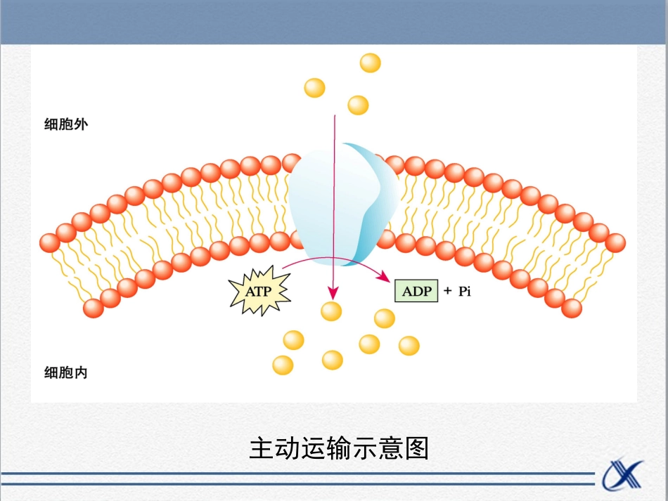 知识点-主动运输_第3页