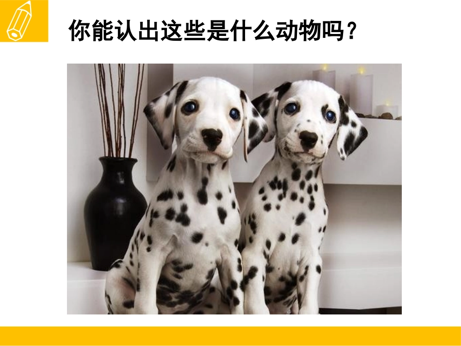 《可爱的动物》课件1_第2页