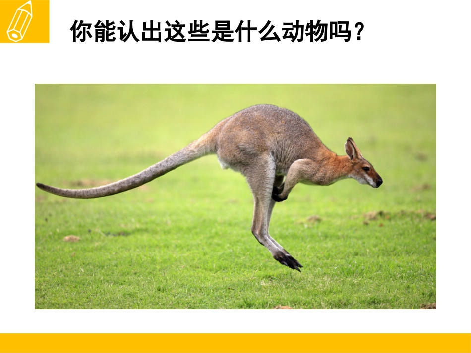 《可爱的动物》课件1_第3页