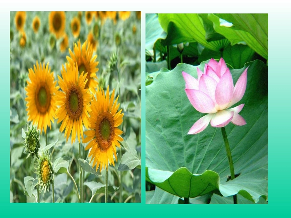 《紫藤萝瀑布》参考课件_第2页