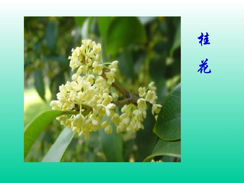 《紫藤萝瀑布》参考课件_第3页