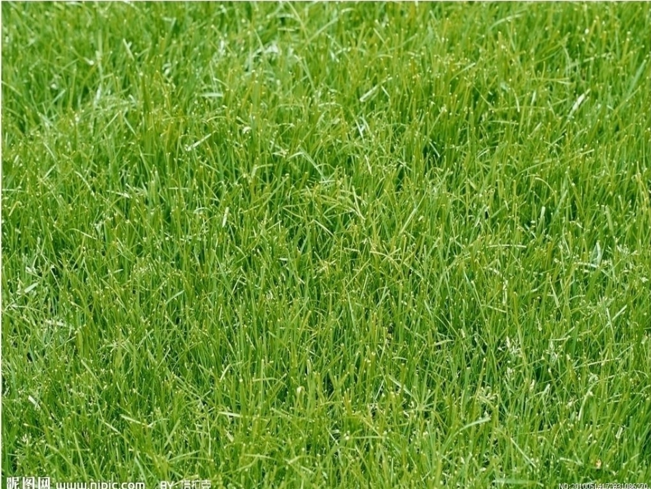 2.金色的草地_第1页
