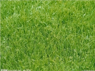 2.金色的草地