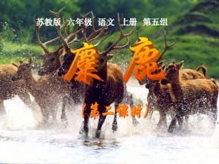 17《麋鹿》课件
