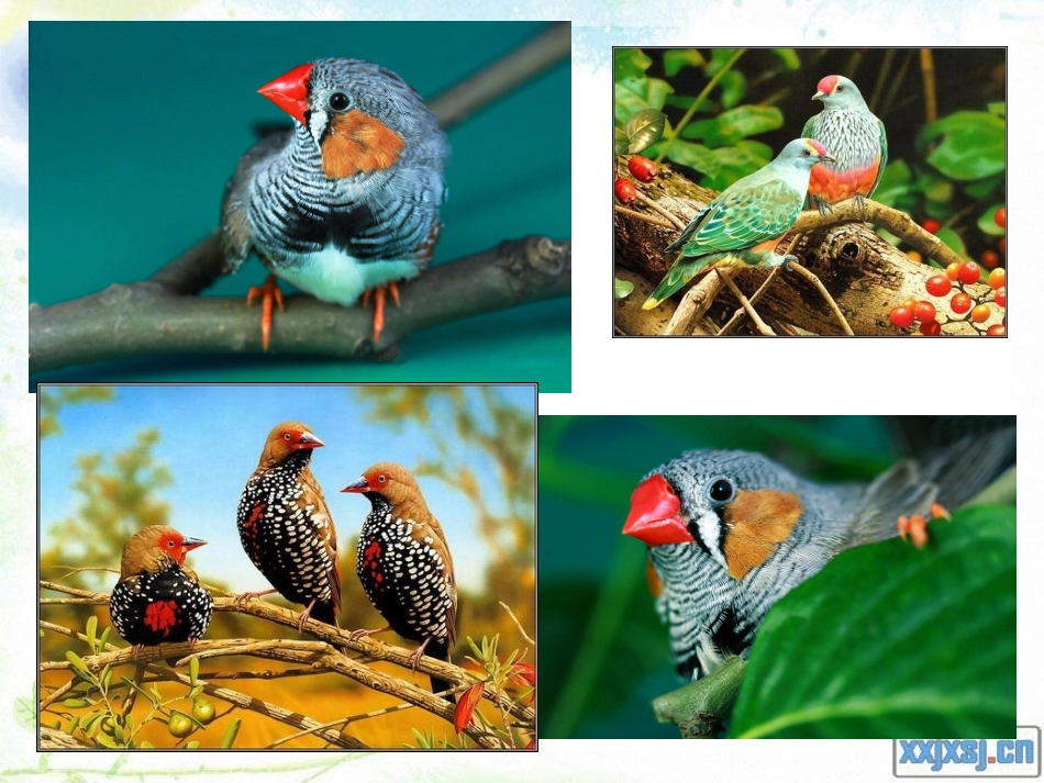 16珍珠鸟课件_第3页