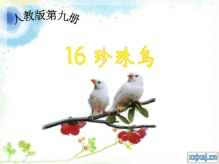 16珍珠鸟课件