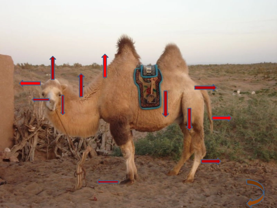 (部编)初中语文人教2011课标版七年级上册苍天驼羔_第3页