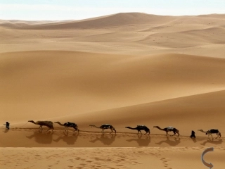 (部编)初中语文人教2011课标版七年级上册苍天驼羔