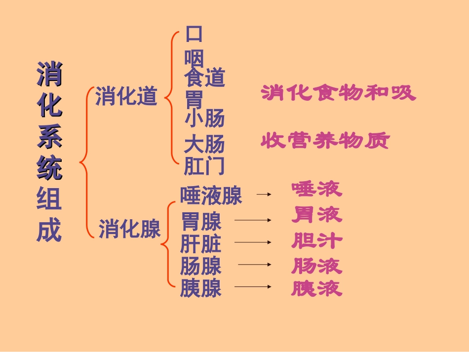 消化(2009年学校公开课)_第2页