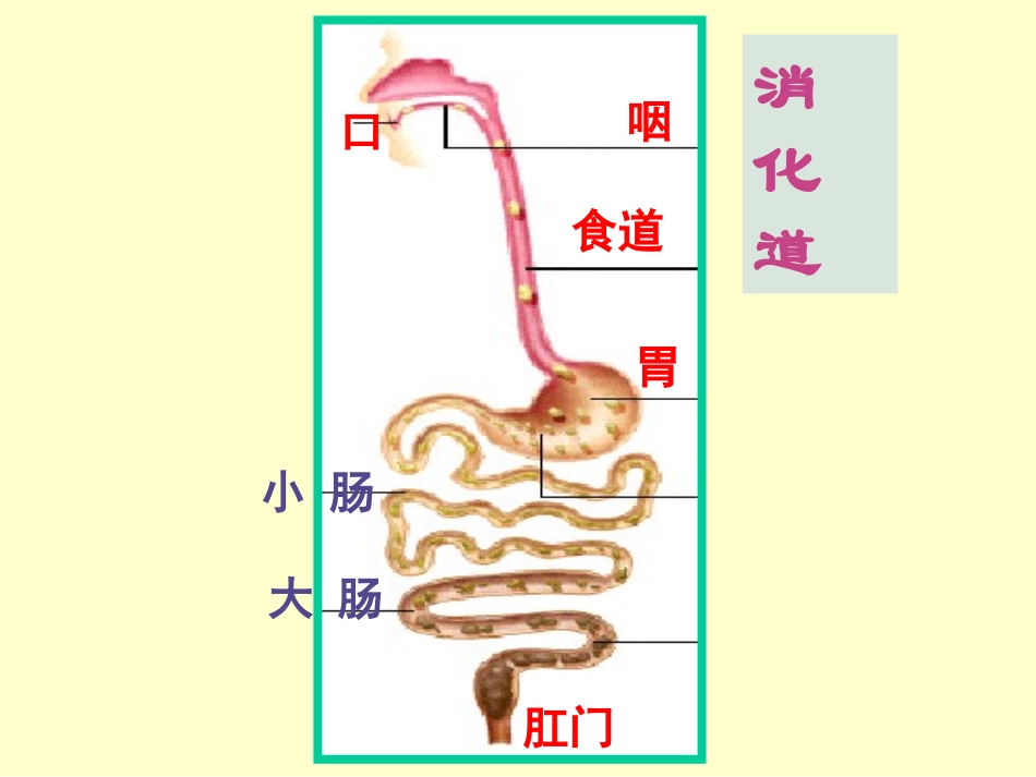 消化(2009年学校公开课)_第3页