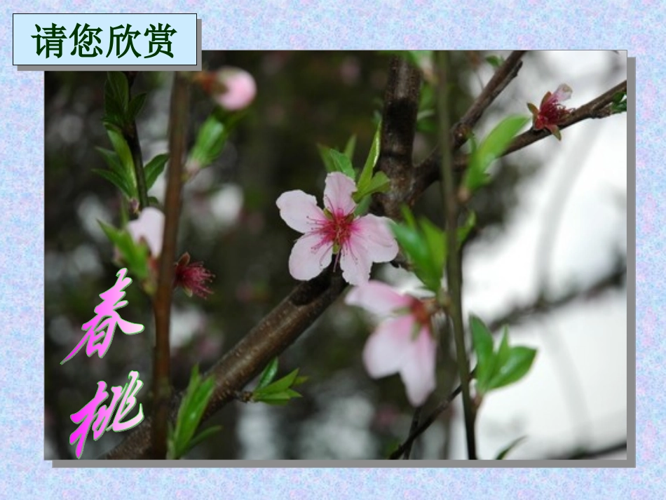 植物的开花和结果_第2页