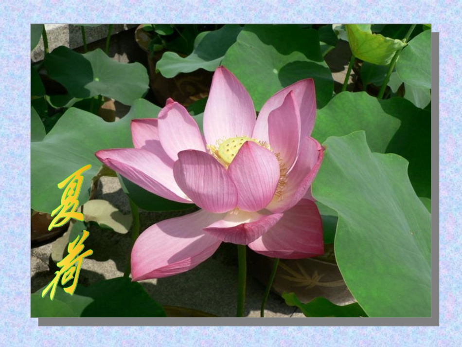 植物的开花和结果_第3页