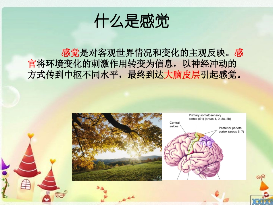 人类感觉之谜PPT_第3页