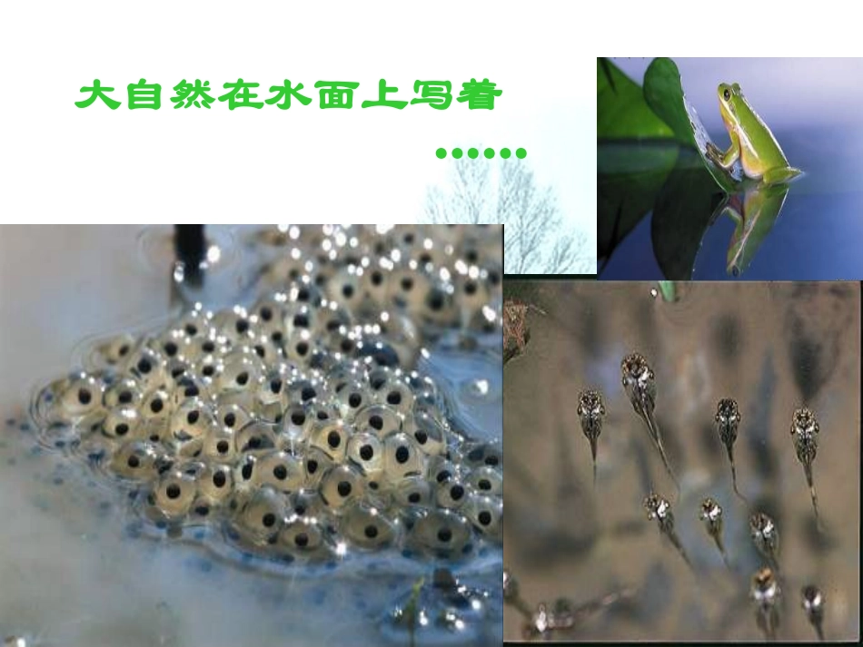 大自然的语言优秀PPT_第3页