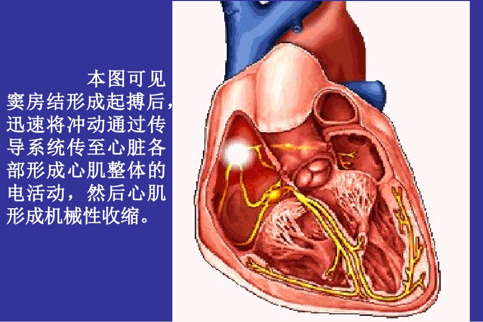 心电图产生原理-好课件_第3页