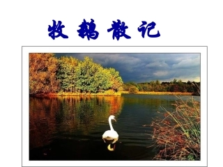 牧鹅散记-(2)
