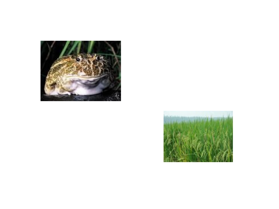 《保护庄稼好卫兵》课件_第3页