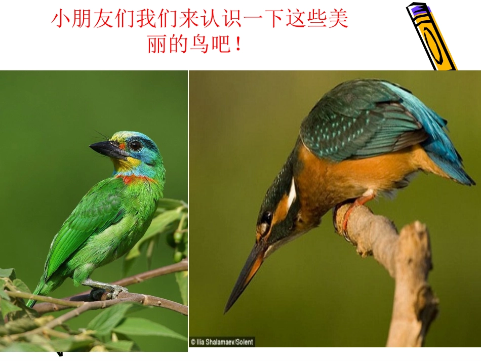 第19课--我喜欢的鸟_第2页