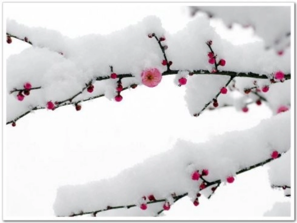 卜算子咏梅3_第3页