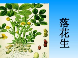 落花生ppt课件[1](1)