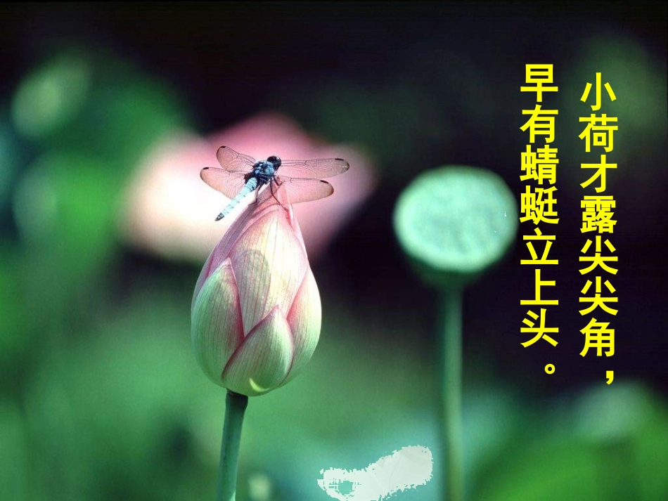 《荷塘月色》课件_第2页