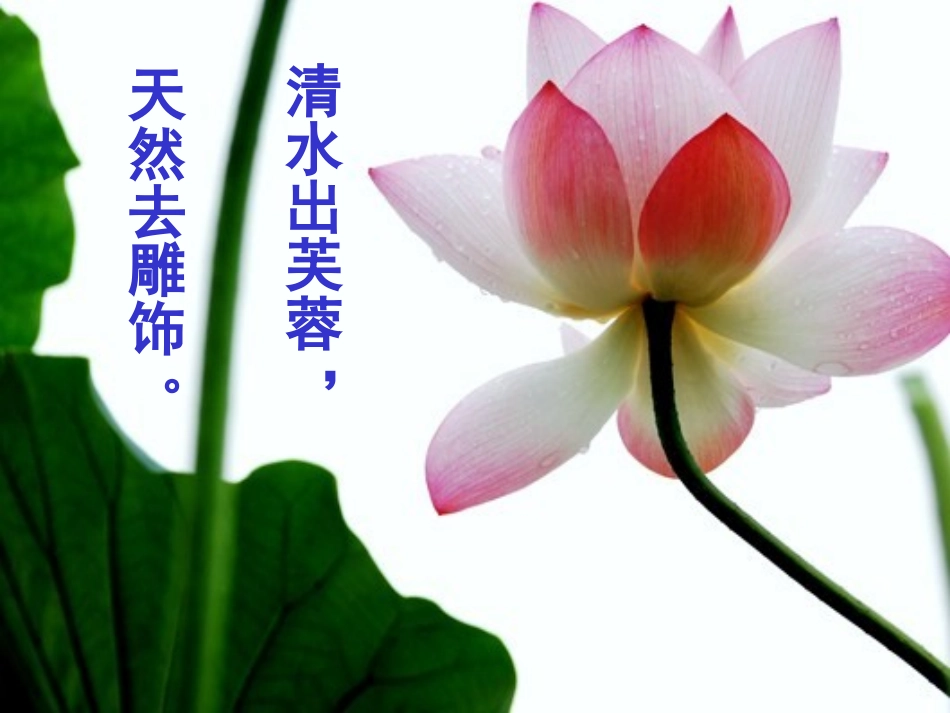 《荷塘月色》课件_第3页
