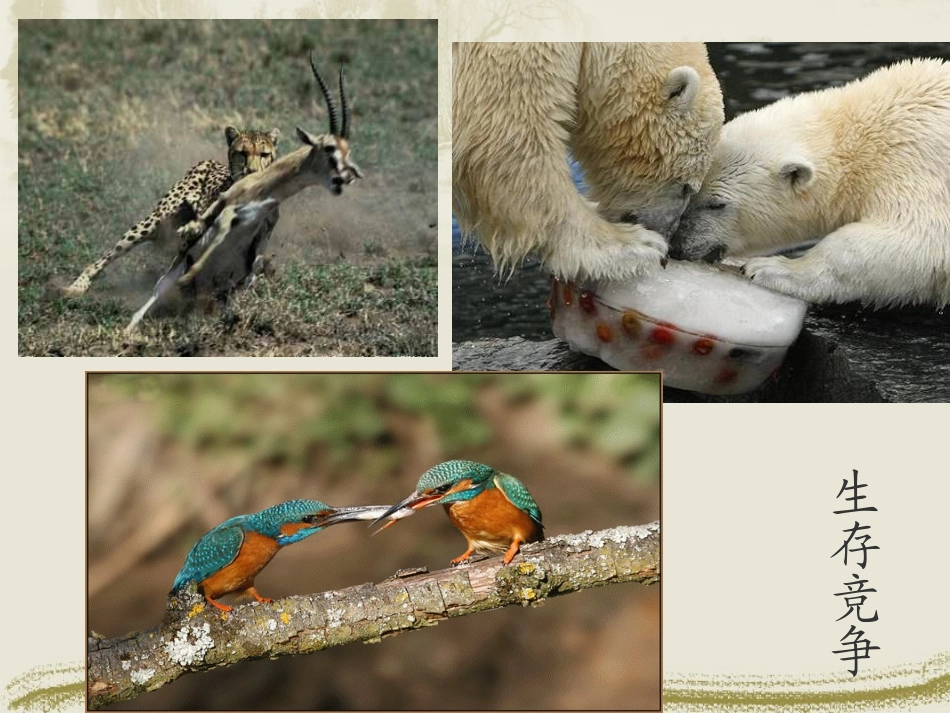 思想品德：第八课《竞争合作求双赢》课件(人教新课标八年级上)(2)_第3页