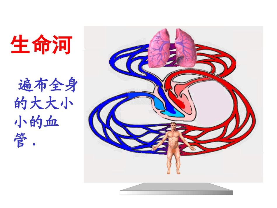 人教版七年级生物下册课件：4.4.2--血流的管道一血管(共23张PPT)_第3页