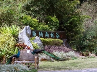 西南边陲的特色旅游区西双版纳
