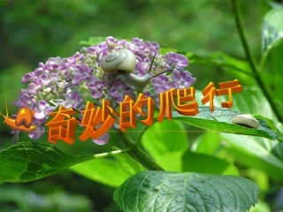人美版小学二年级美术《奇妙的爬行》课件