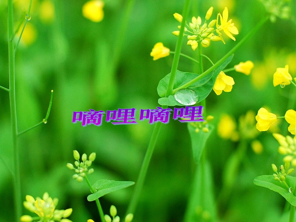 《嘀哩嘀哩》课件3_第1页