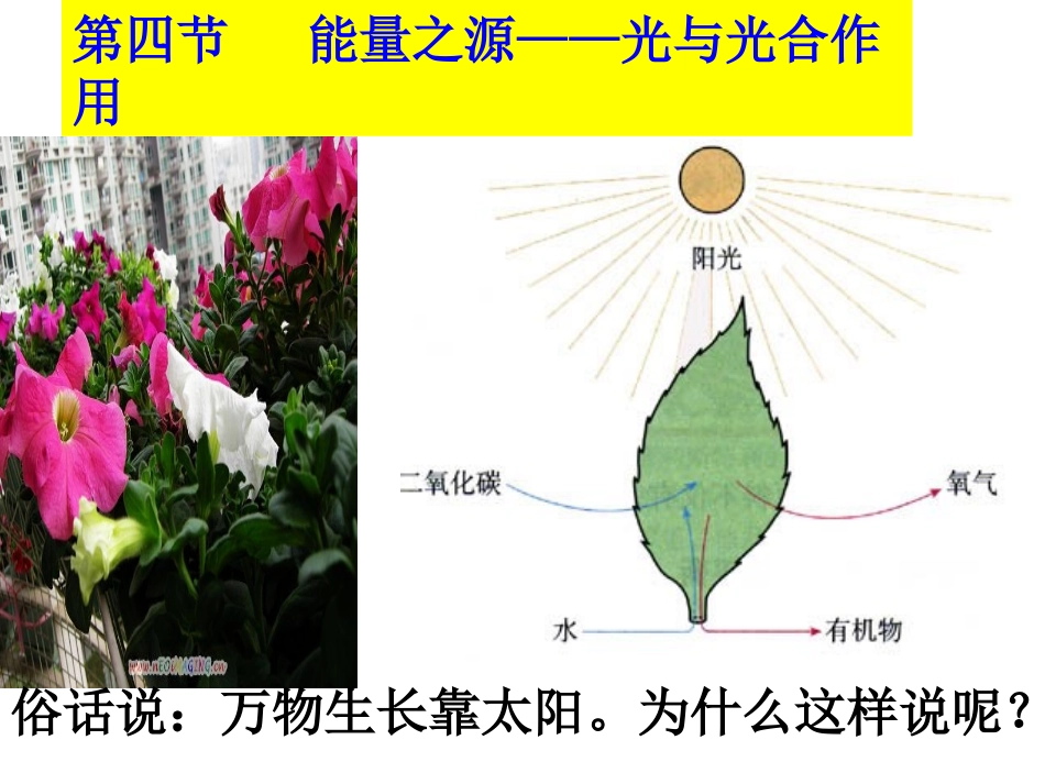 必修一54能量之源——光与光合作用_第2页