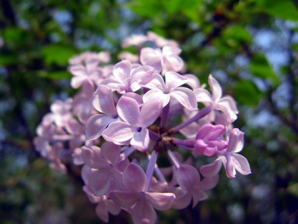 一株紫丁香 (3)_第3页