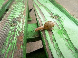 牵着蜗牛去散步 (2)